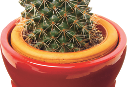 cactus 21