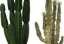 cactus 13