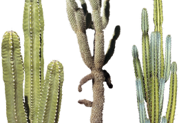 cactus 15