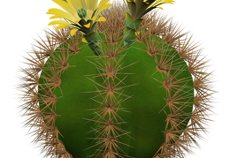 cactus 29