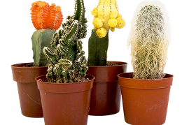 cactus 39