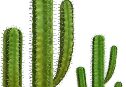 cactus 19