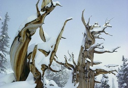 ANCIENT BRISTLECONE PINE TREES  Pinus aristata  IN SNOW, GREAT BASIN NATIONAL PARK, NEVADA