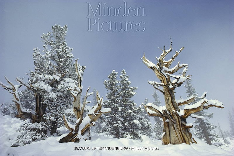 ANCIENT BRISTLECONE PINE TREES  Pinus aristata  IN SNOW, GREAT BASIN NATIONAL PARK, NEVADA2