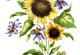 sunflower 29