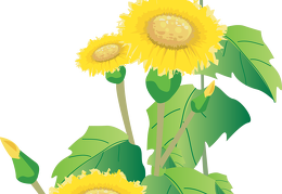 sunflower 35