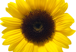 sunflower 21