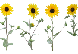 sunflower 24
