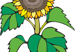 sunflower 27