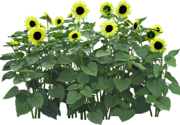 sunflower 12