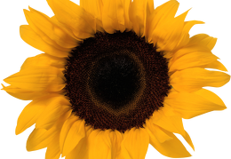 sunflower 32