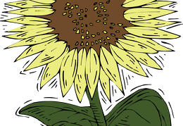 sunflower 25