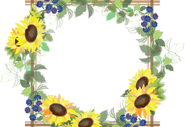 sunflower 14