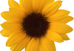 sunflower 28