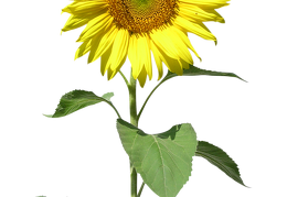 sunflower 34