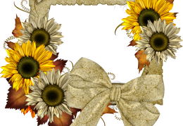sunflower 39