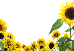 sunflower 18