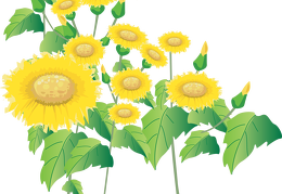 sunflower 33
