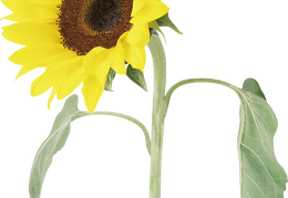 sunflower 19