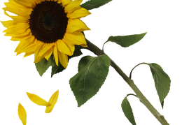 sunflower 31