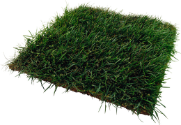 grass without background 10