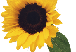 sunflower 15
