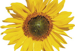 sunflower 40