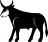 Bull Cattle