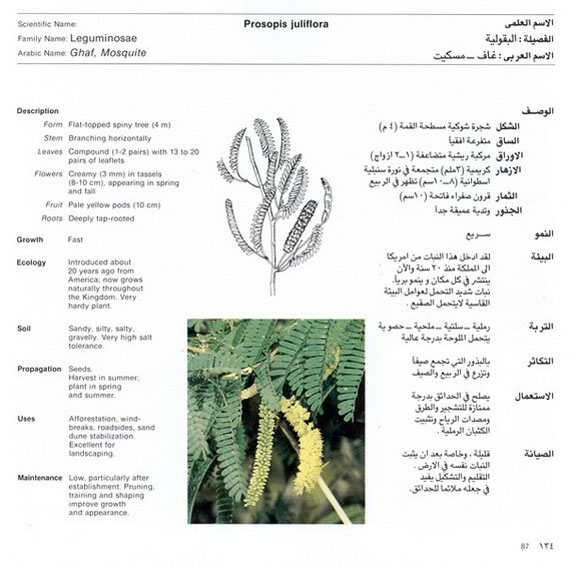 Wild_plants_in_Jubail_and_Yanbu_106.jpg