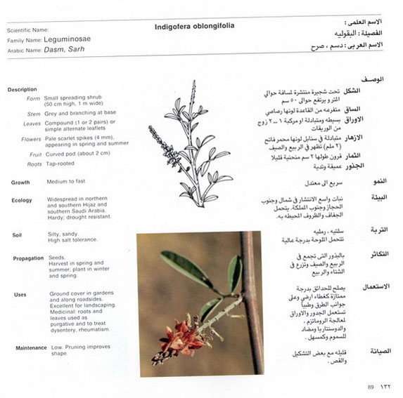 Wild_plants_in_Jubail_and_Yanbu_104.jpg