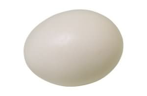 Egg 12