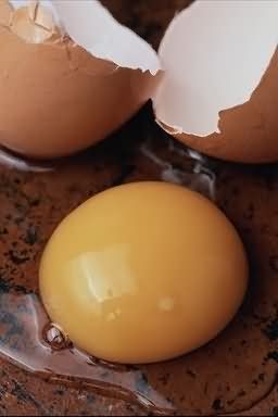 Egg 24
