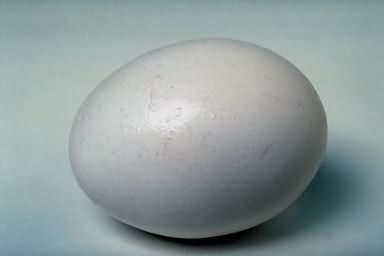 Egg 16